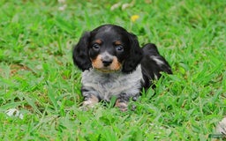 Dachshund dogs for sale: Akc Prince - Image 3