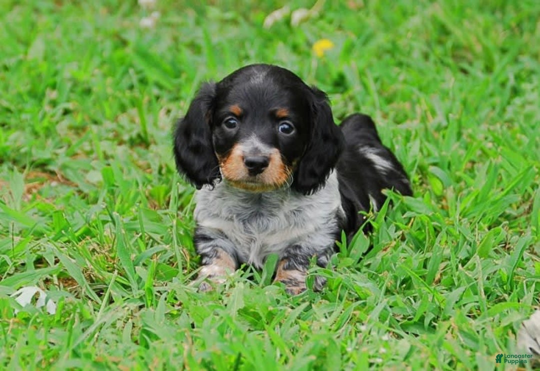 Dachshund dogs for sale: Akc Prince - Image 3