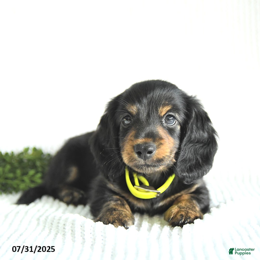Miniature Dachshund dogs for sale: Walker - Image 2