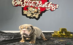 English Bulldog dogs for sale: Dior - Image 5