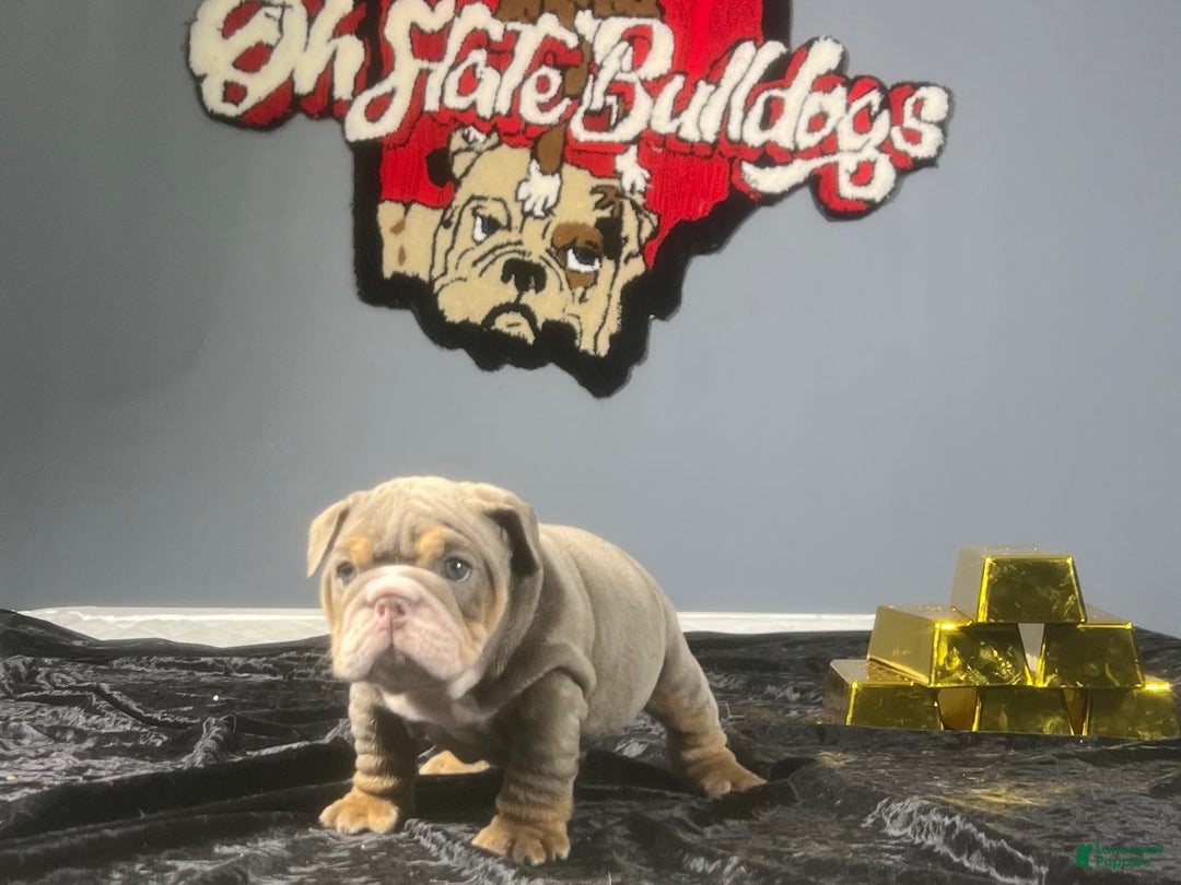 English Bulldog dogs for sale: Dior - Image 5
