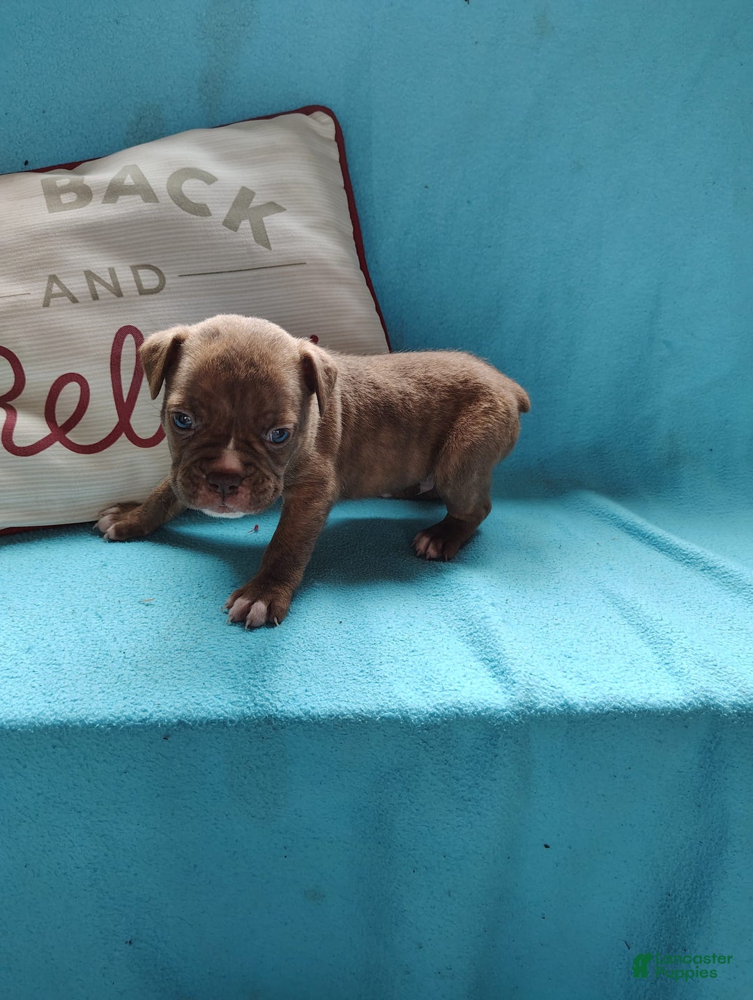 Olde English Bulldogge dogs for sale: Choco - Image 1