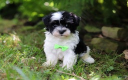 Havanese dogs for sale: Rex - Image 4