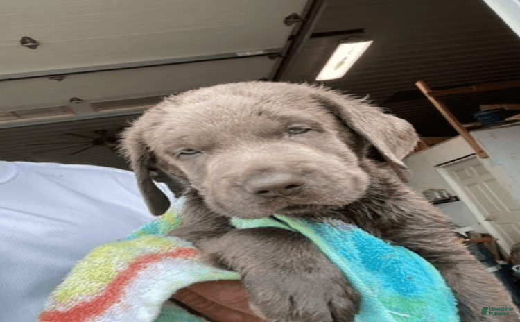 Labrador Retriever dogs for sale - Ad 5