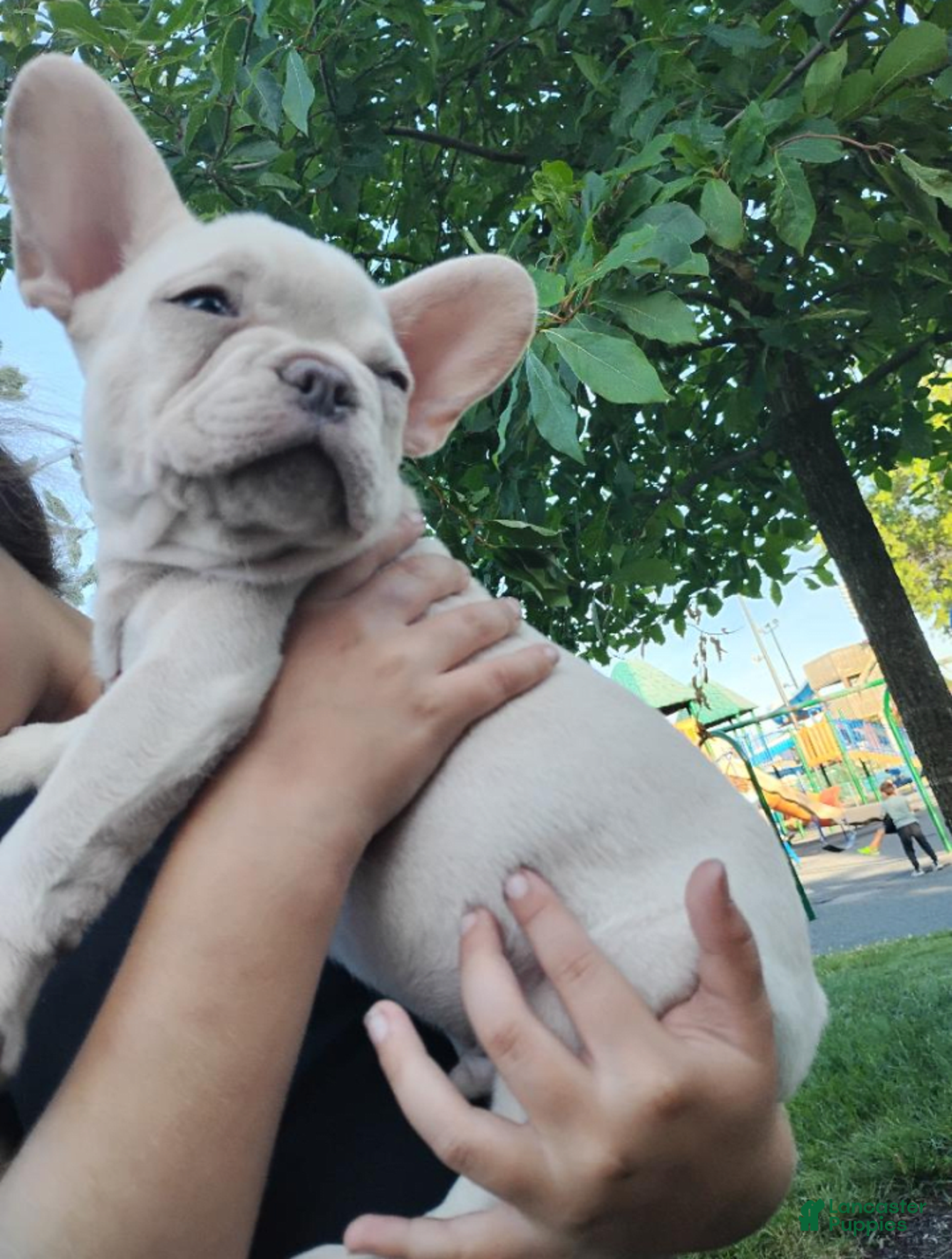 French Bulldog dogs for sale: Prince - Image 1