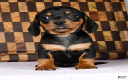 Miniature Dachshund dogs for sale: Arrow - Image 2