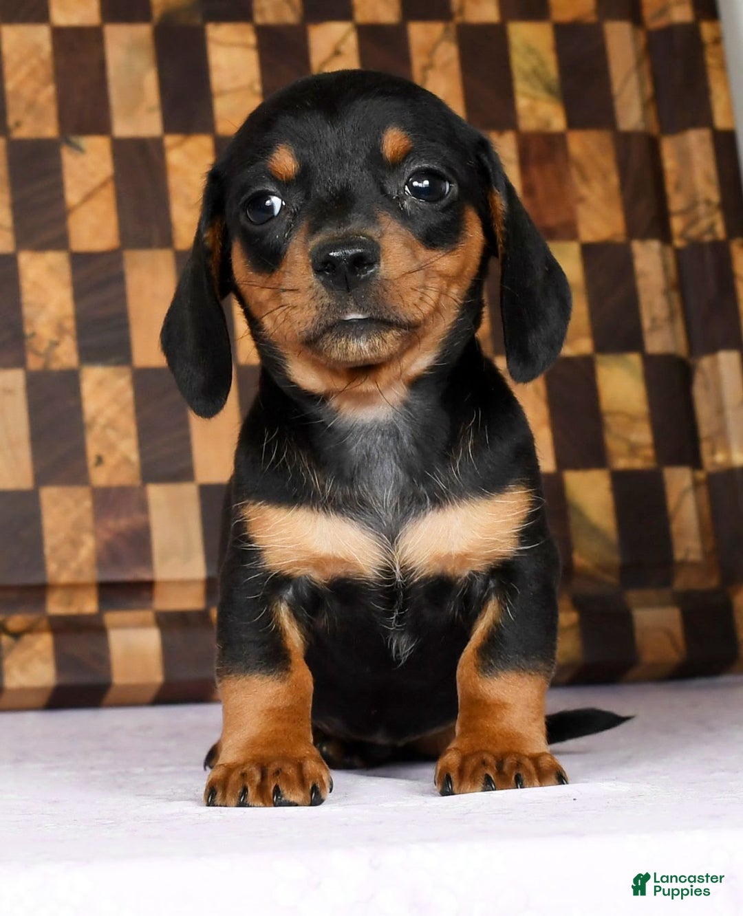 Miniature Dachshund dogs for sale: Arrow - Image 2