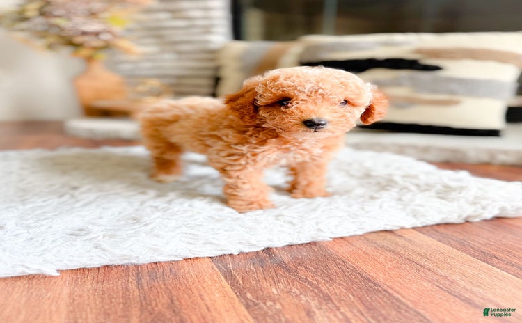 Maltipoo dogs for sale - Ad 1