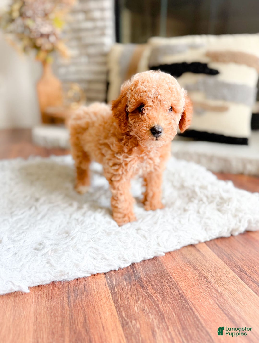 Maltipoo dogs for sale: Danielle - Image 1