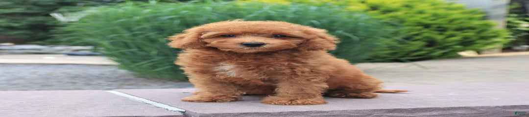 Hero