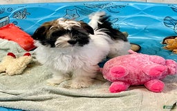 Havanese dogs for sale: Jesse - Image 2