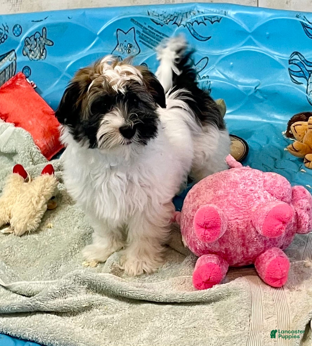 Havanese dogs for sale: Jesse - Image 2