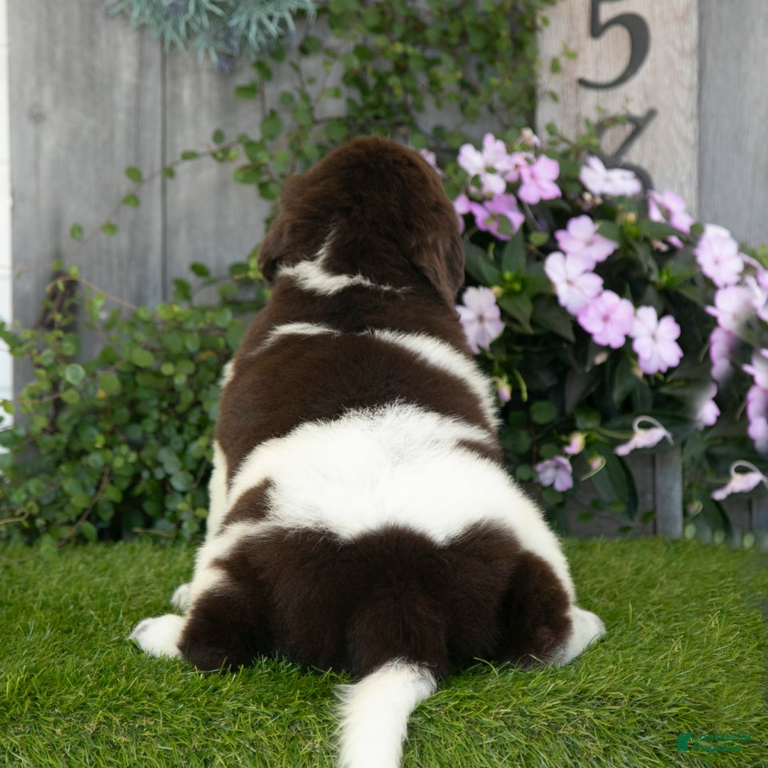 Newfoundland dogs for sale: Willow - Image 5