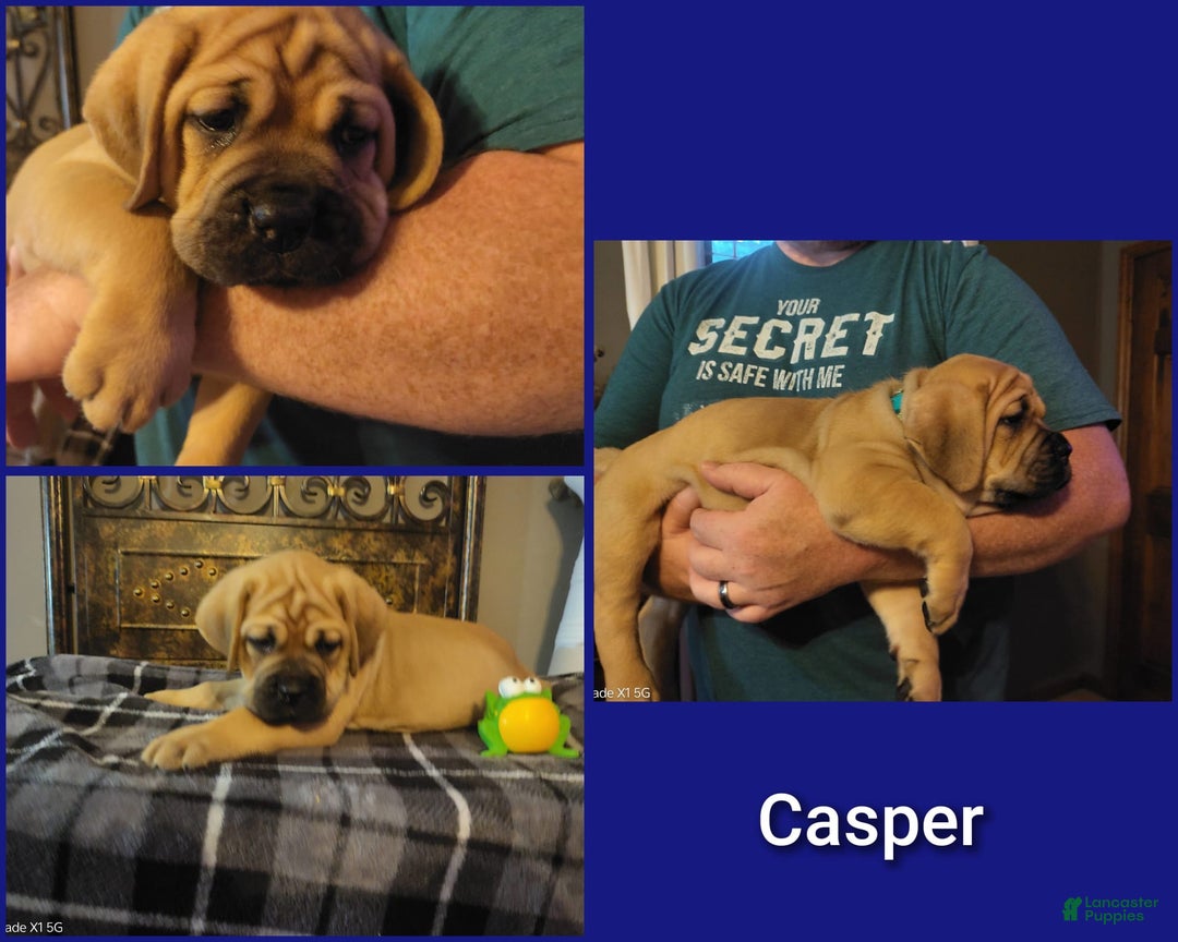 Cane Corso dogs for sale: Cane Corso 11 puppies - Image 1