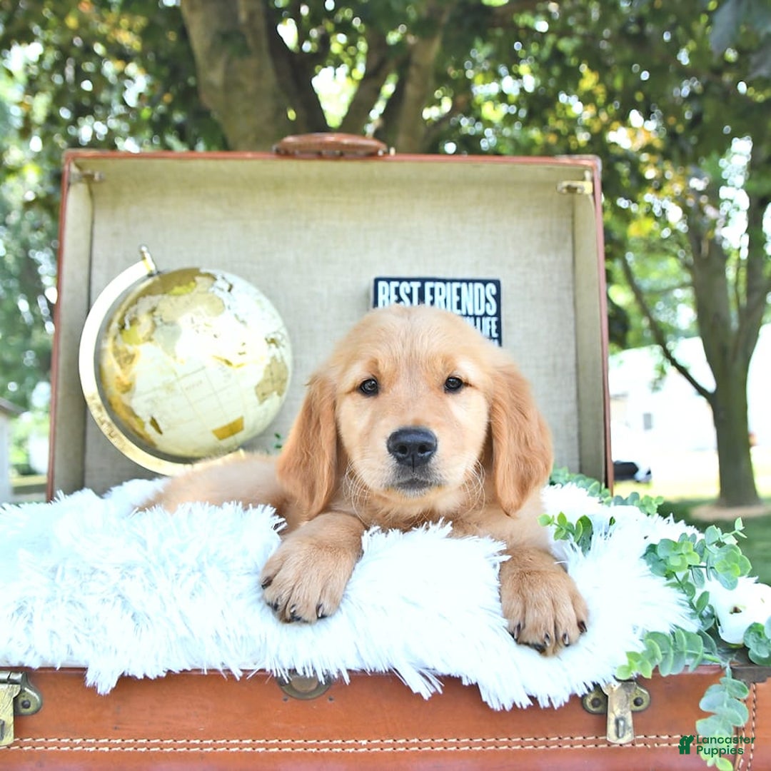 Golden Retriever dogs for sale: Alec - Image 13