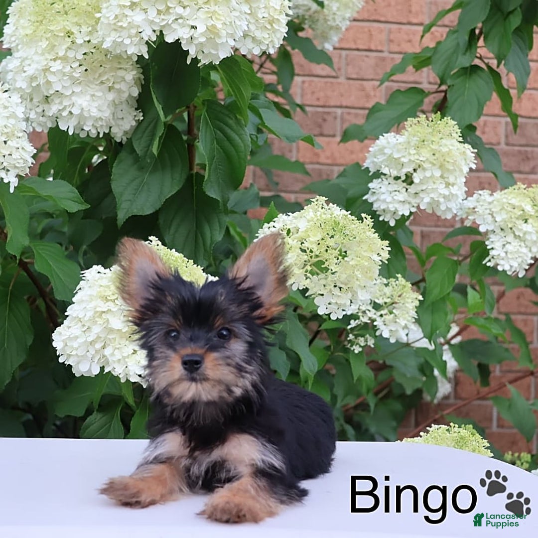 Yorkshire Terrier dogs for sale: Bingo - Image 7