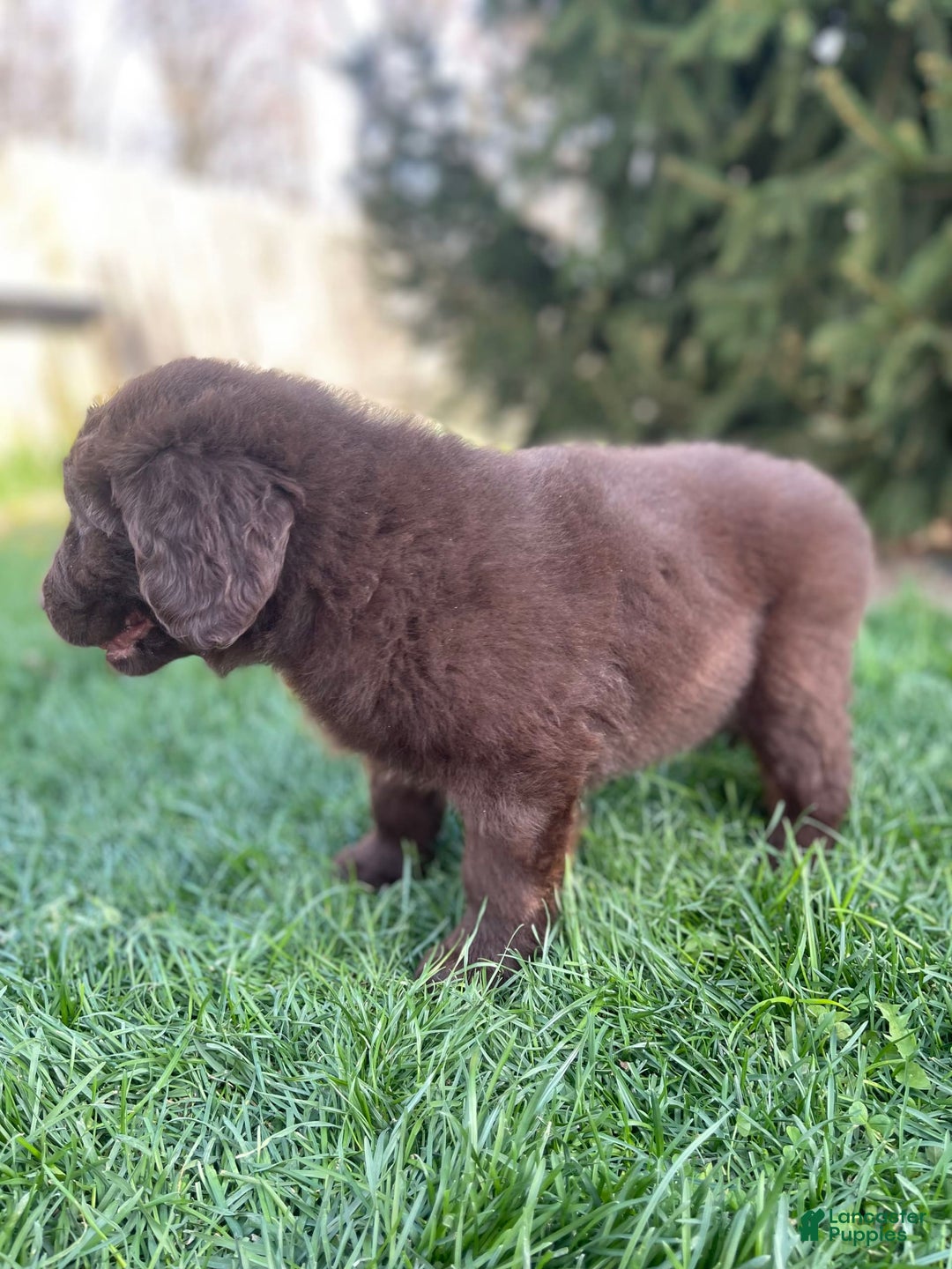Newfoundland dogs for sale: Trudy - Image 5