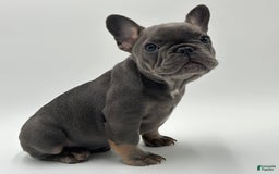 French Bulldog dogs for sale: Winni - Image 3