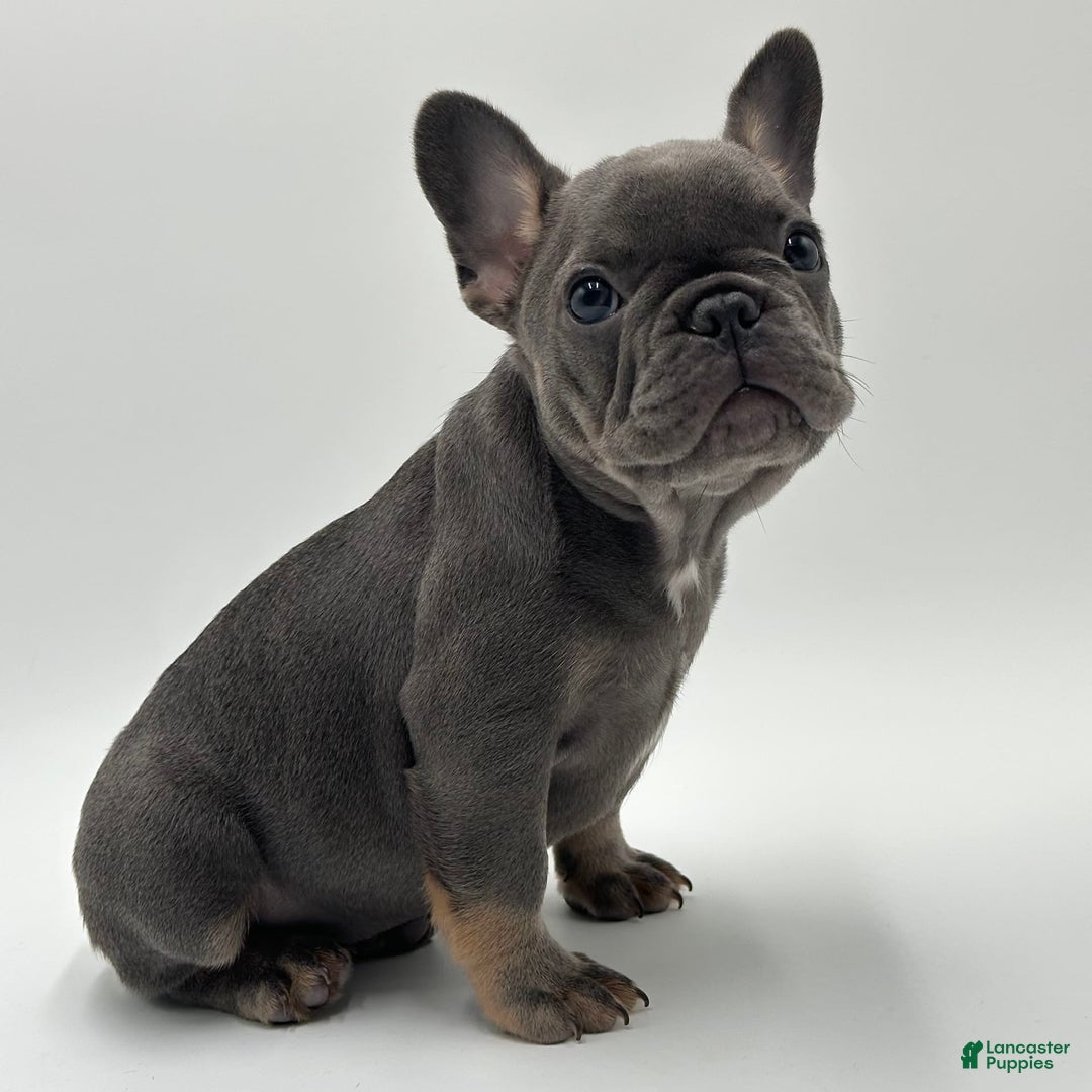 French Bulldog dogs for sale: Winni - Image 3