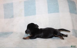 Miniature Dachshund dogs for sale: Mary Mini - Image 1