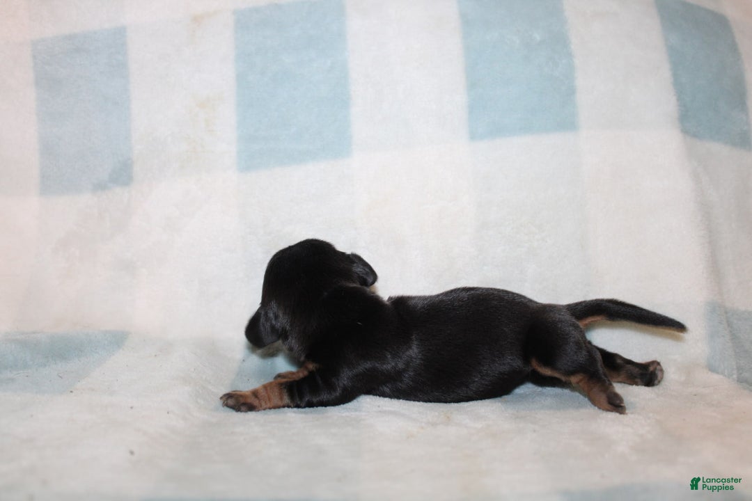 Miniature Dachshund dogs for sale: Mary Mini - Image 1