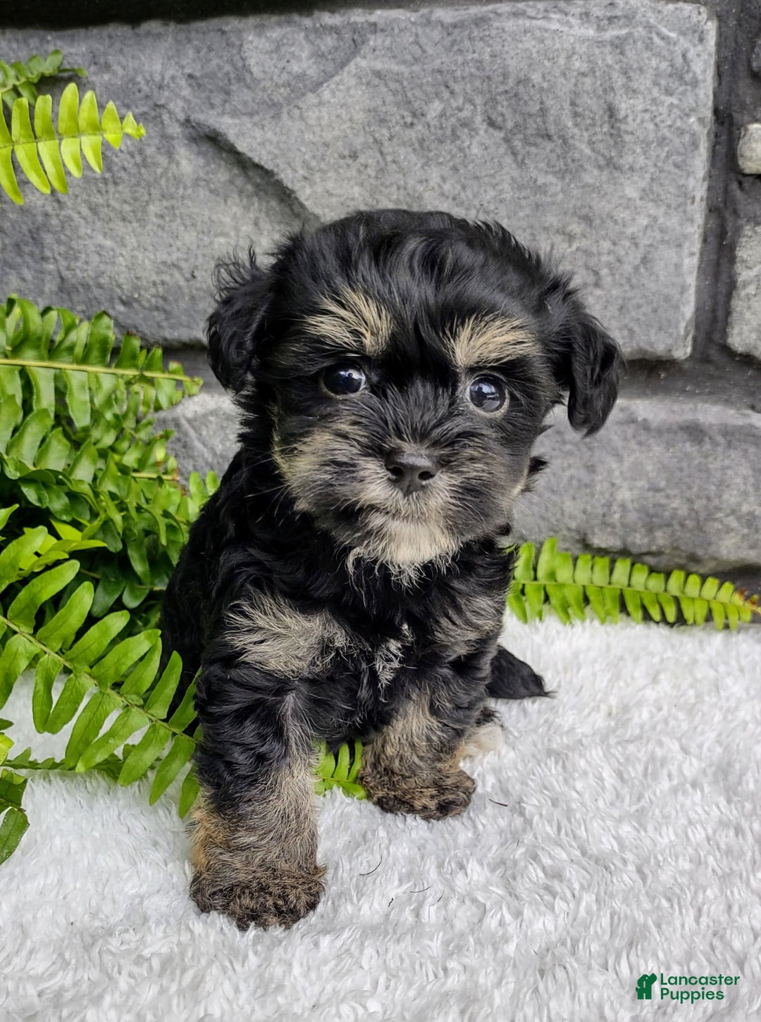 Havapoo dogs for sale: Callie - Image 3