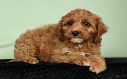Cavapoo dogs for sale: Irresistable - Image 6