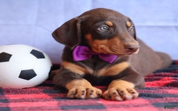 Doberman Pinscher dogs for sale: Dixie - Image 14