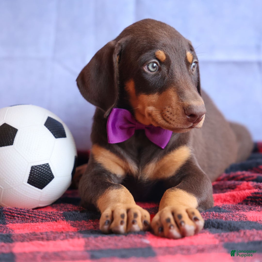 Doberman Pinscher dogs for sale: Dixie - Image 14