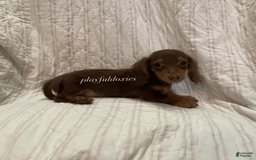 Dachshund dogs for sale: Tiny Girl Cecelia - Image 13