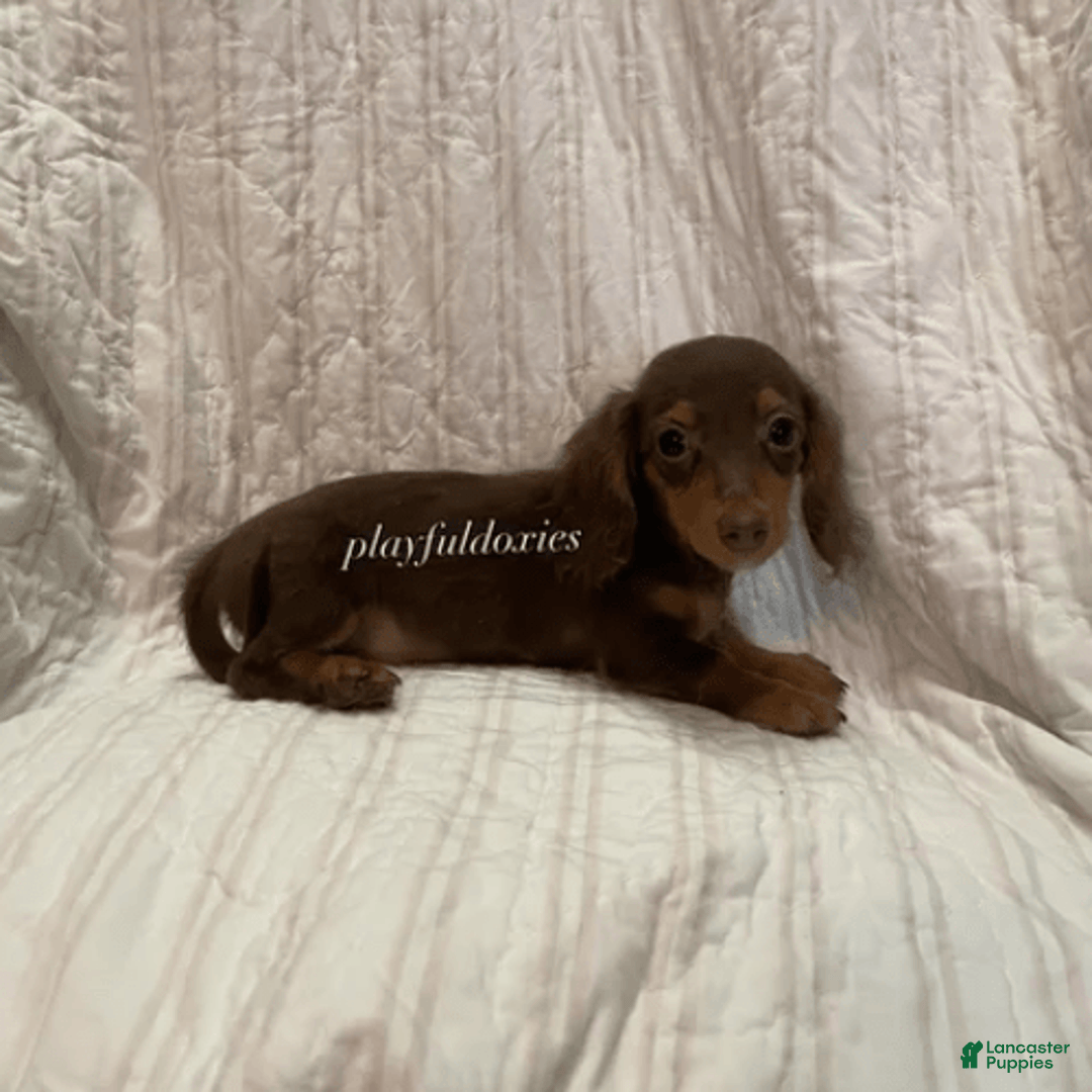 Dachshund dogs for sale: Tiny Girl Cecelia - Image 13
