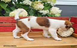 Jack Russell Terrier dogs for sale: Teddy - Image 4