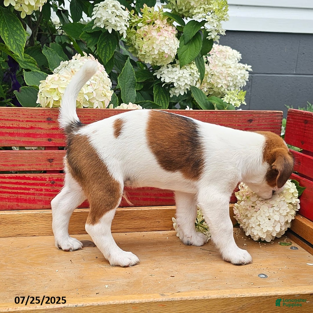 Jack Russell Terrier dogs for sale: Teddy - Image 4