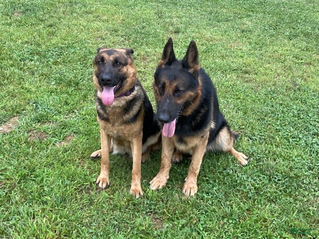 German Shepherd dogs for sale: Bianca - Image 1