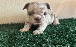 French Bulldog dogs for sale: Gizmo Jr - Image 1