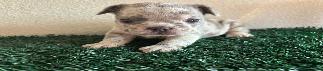 Gizmo Jr