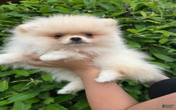 Pomeranian dogs for sale: Stacy - Image 3