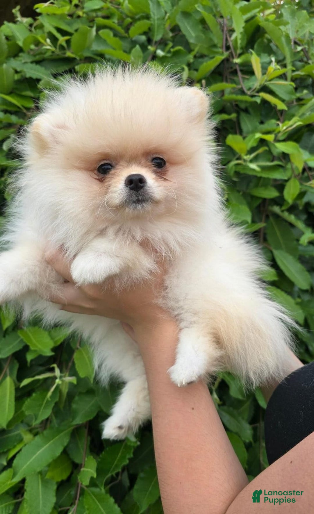 Pomeranian dogs for sale: Stacy - Image 3
