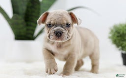 French Bulldog dogs for sale: Turbo - Image 6