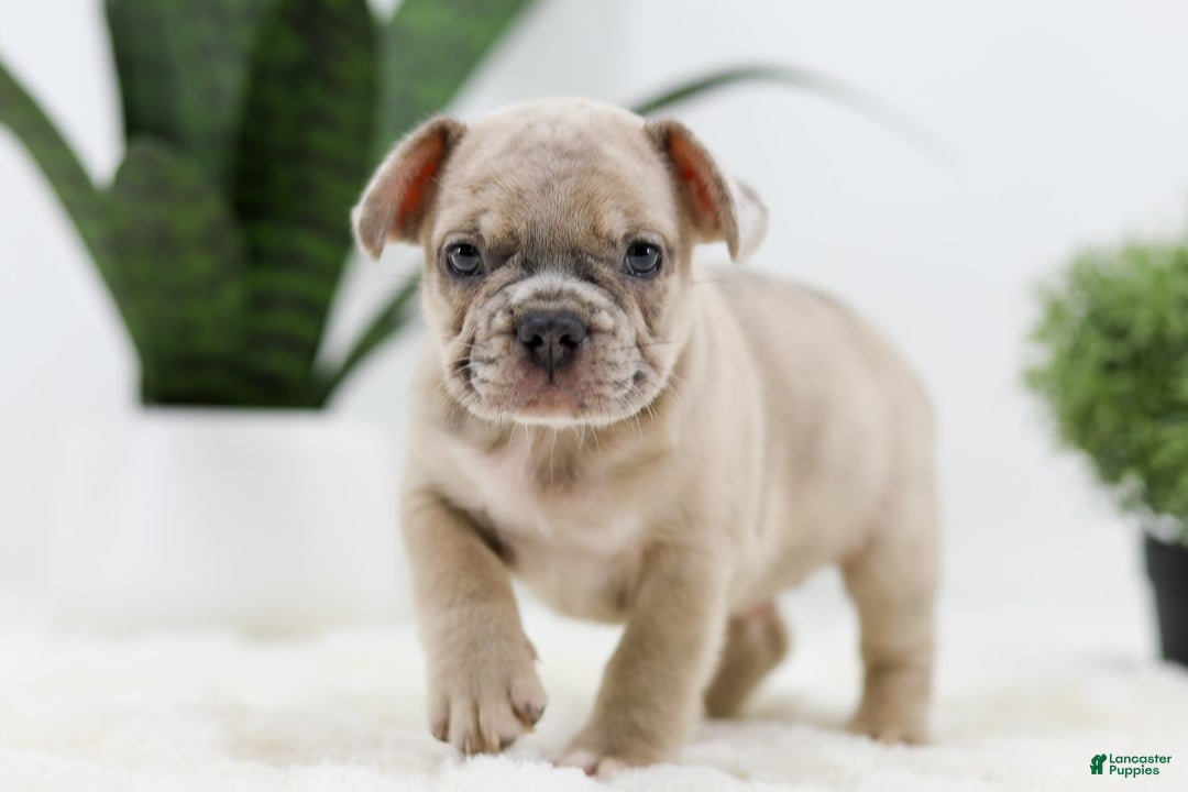 French Bulldog dogs for sale: Turbo - Image 6