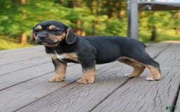 Beabull dogs for sale: Hadley - Image 1
