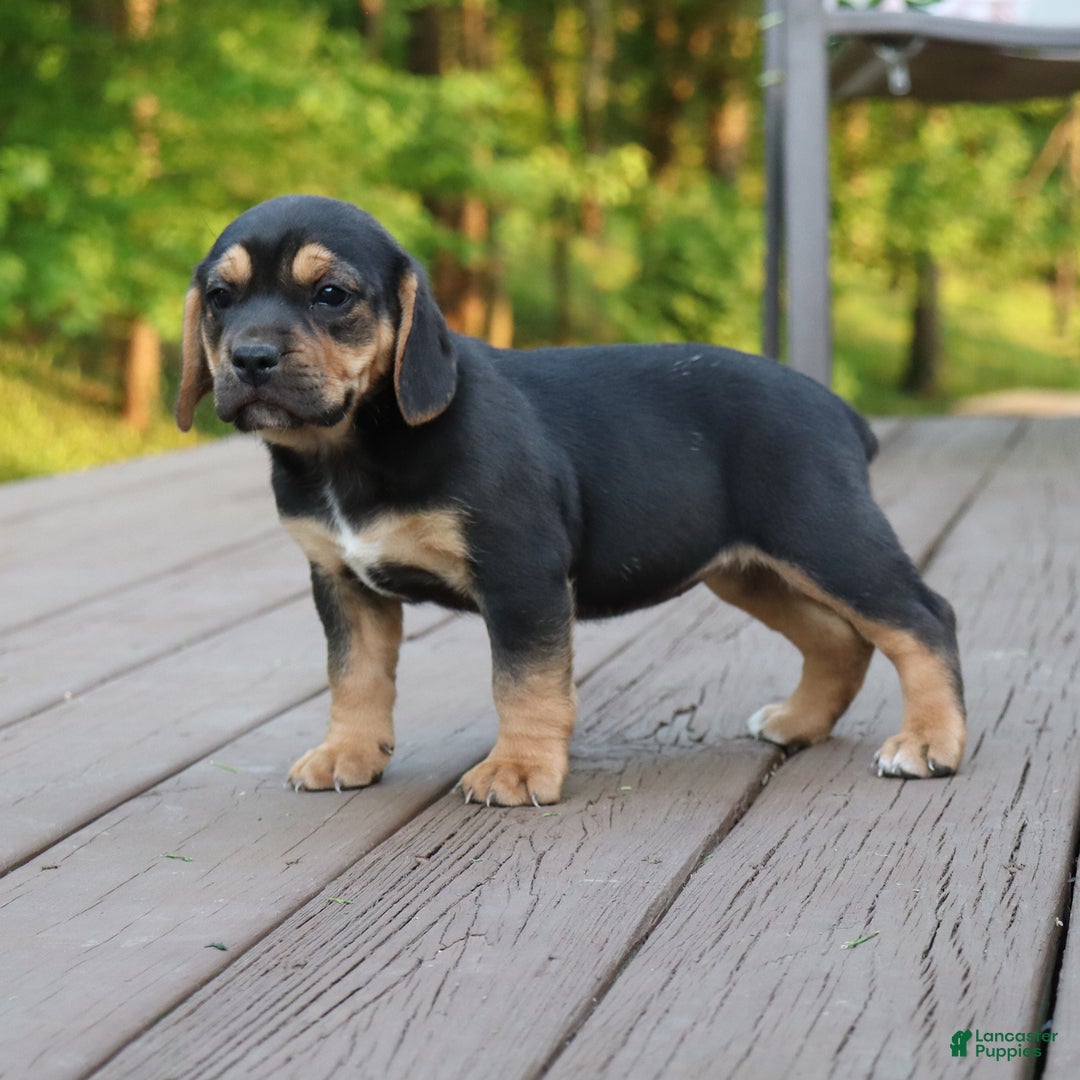 Beabull dogs for sale: Hadley - Image 1