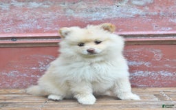 Pomeranian dogs for sale: Pansie - Image 5