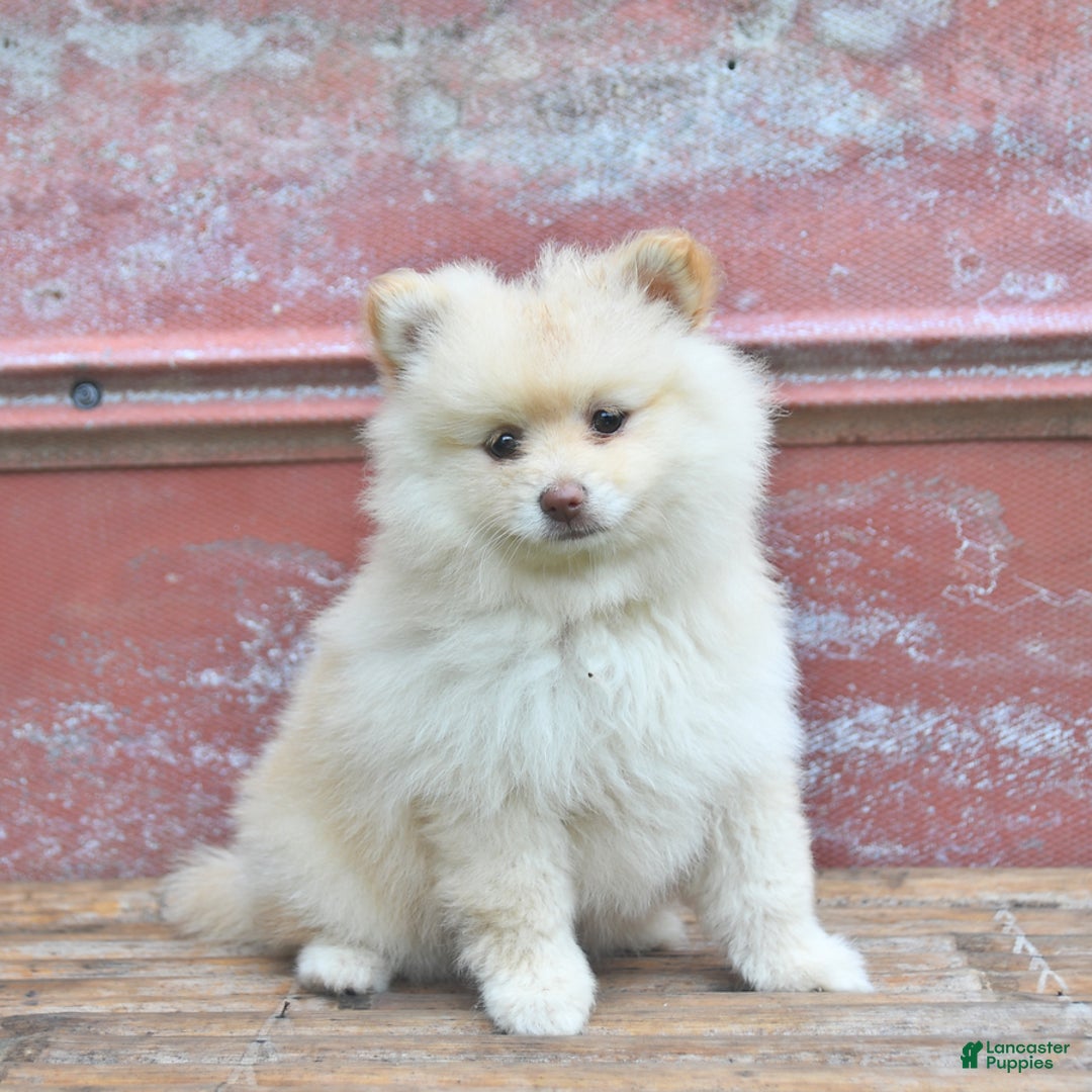 Pomeranian dogs for sale: Pansie - Image 5