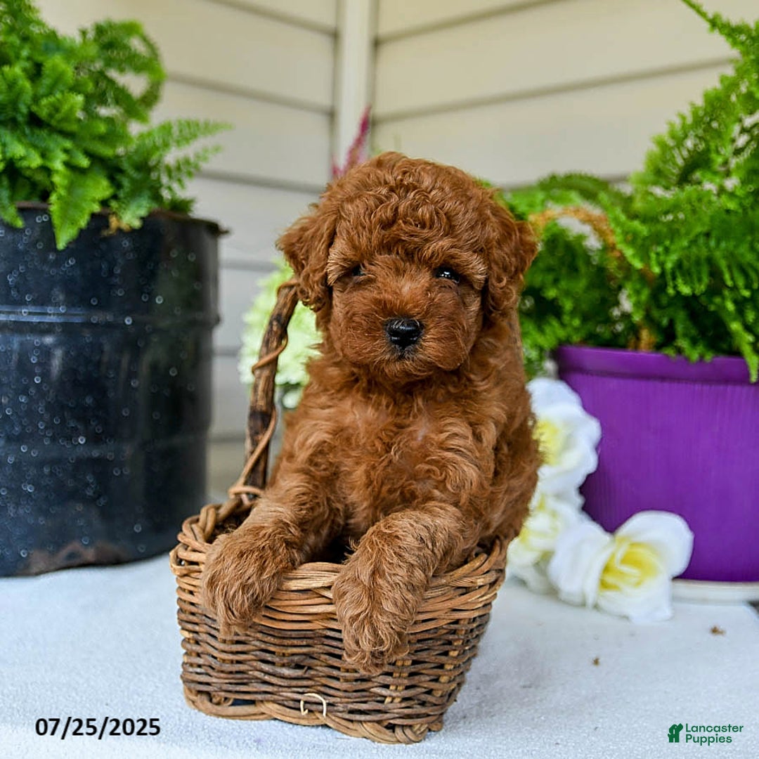 Toy Poodle dogs for sale: Niko - Image 1