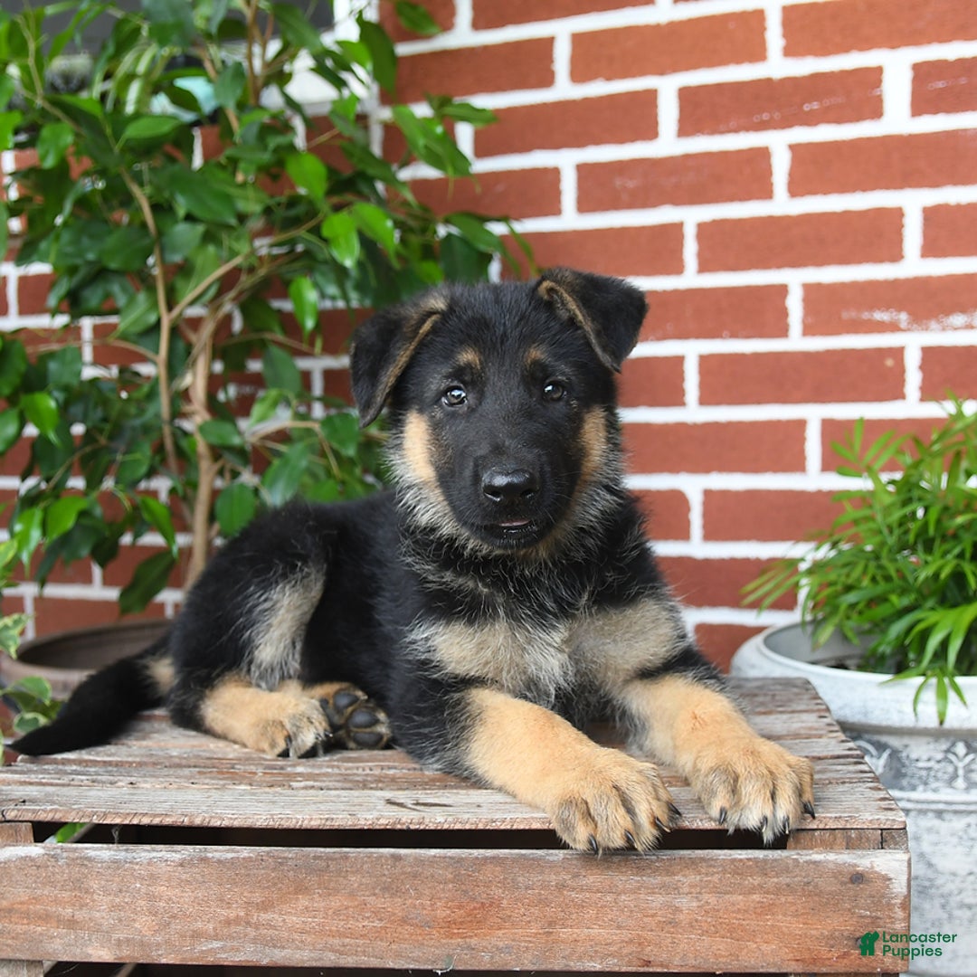 German Shepherd dogs for sale: Raven - Listing for pets: Rover, Remington, Raven, Rocky, Roman, Robin, Ranger - Image 2