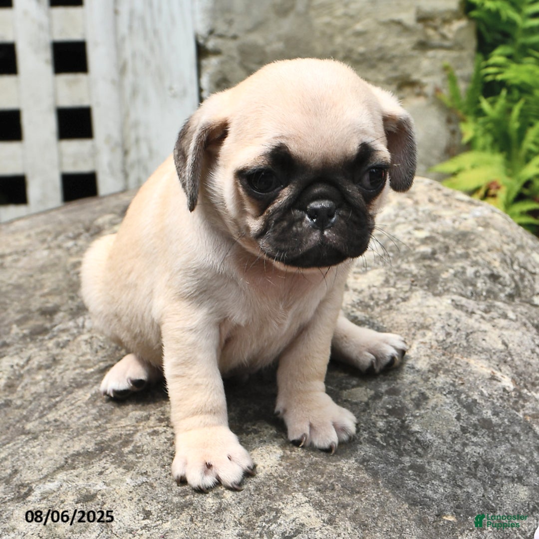 Pug dogs for sale: Biff - Image 1