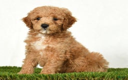 Mini Goldendoodle dogs for sale: Dallas - Image 6