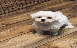 Maltipoo dogs for sale: Sofia - Image 2