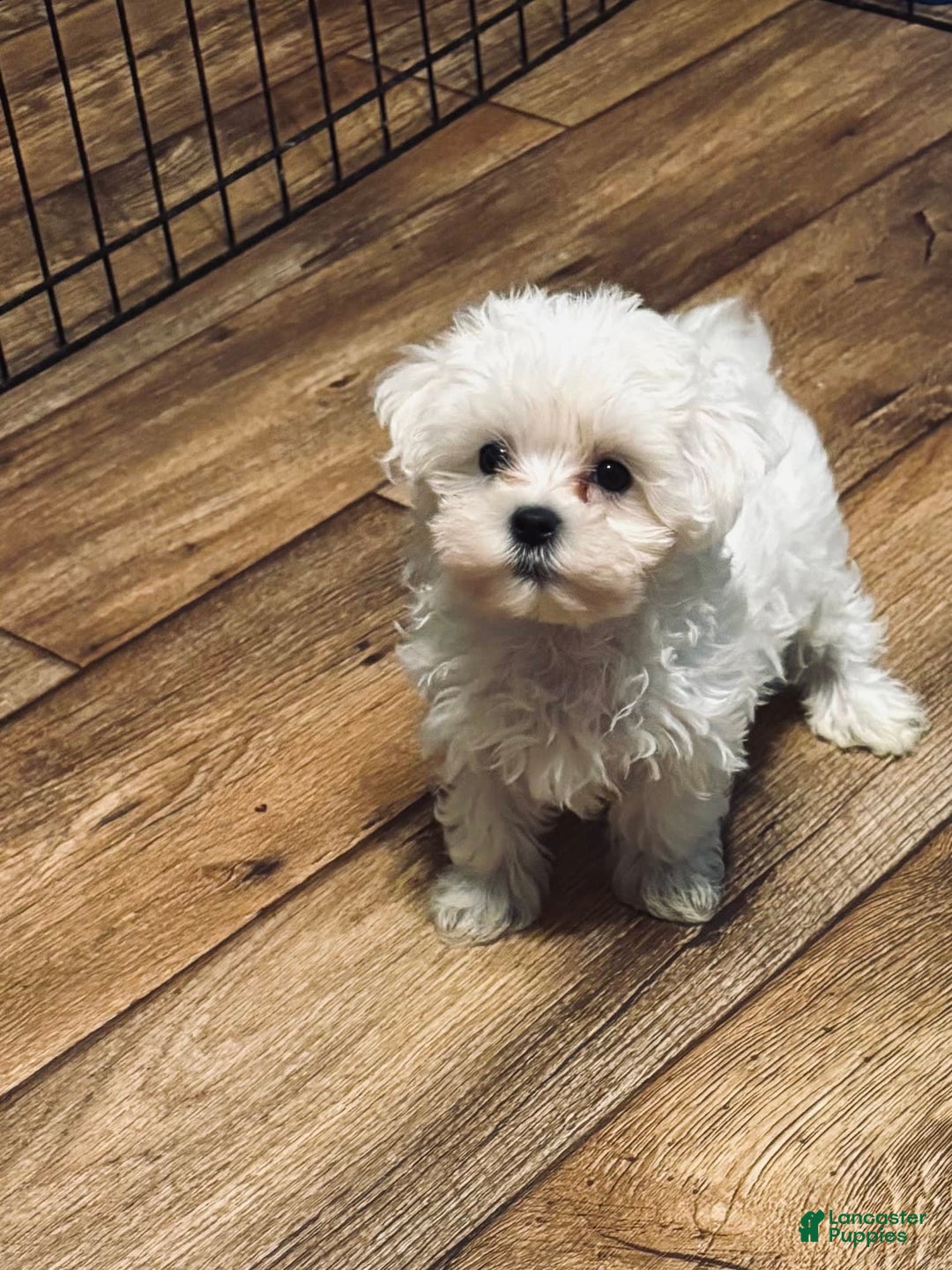Maltipoo dogs for sale: Sofia - Image 2